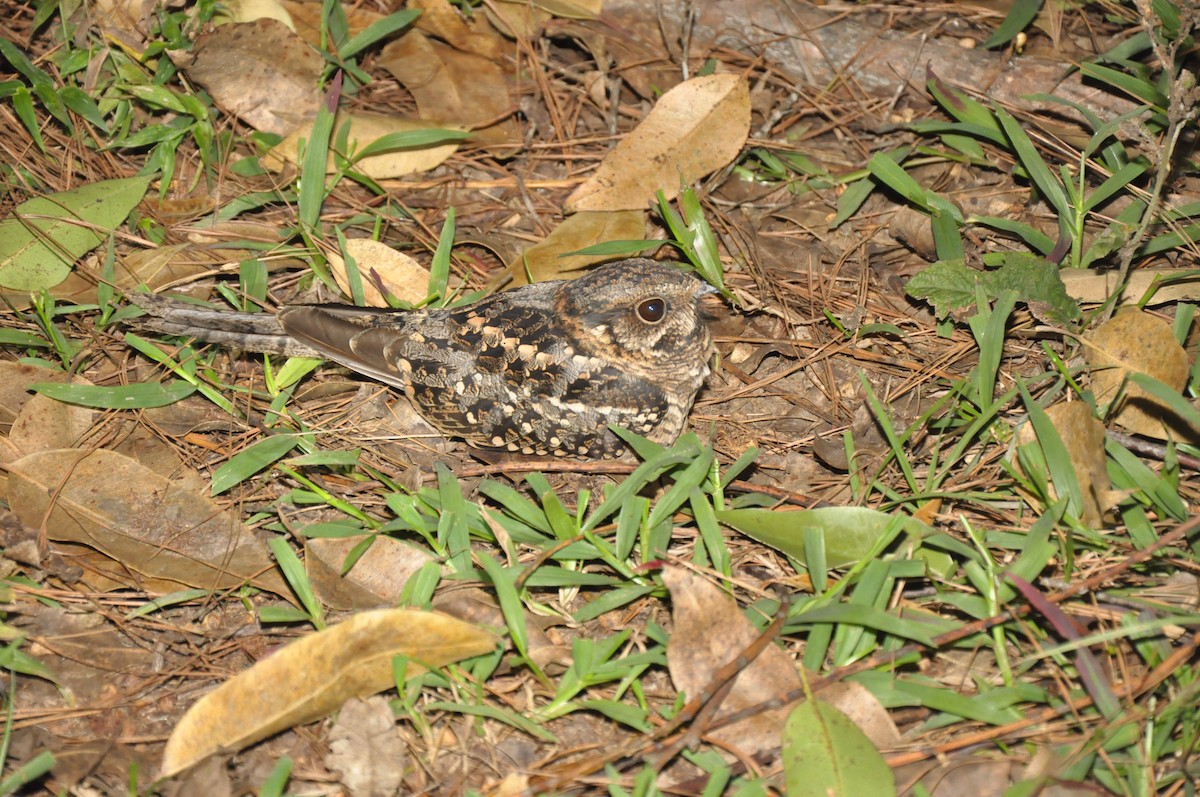 Scissor-tailed Nightjar - ML20898951