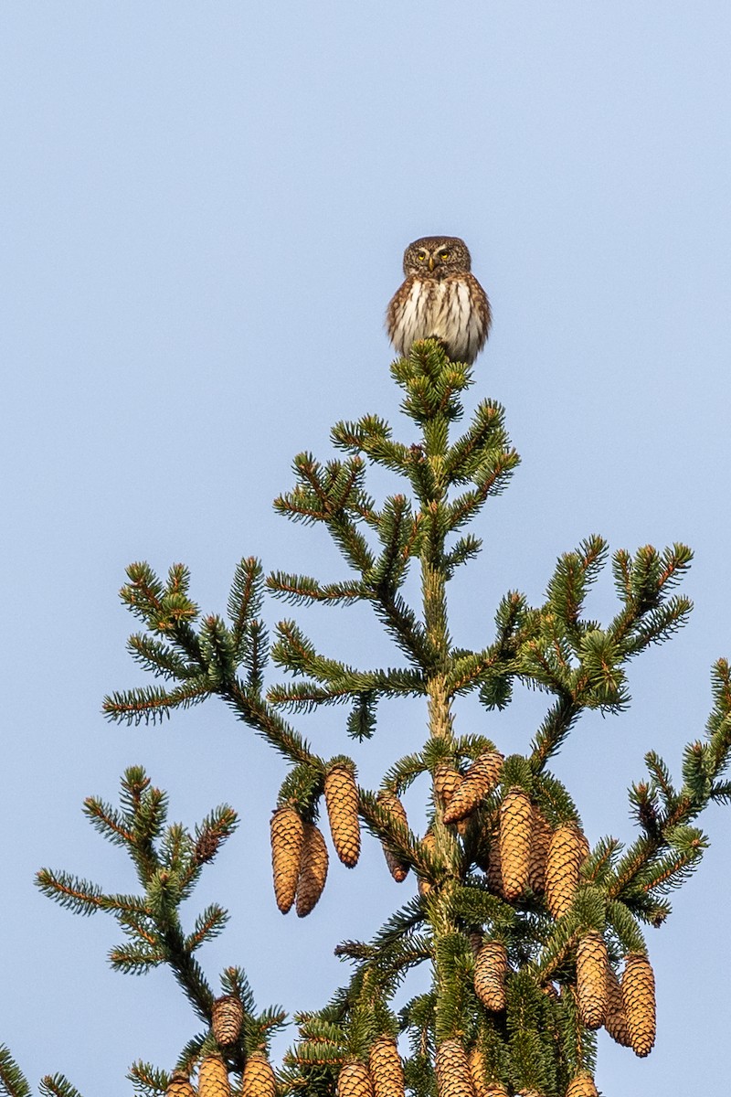 Eurasian Pygmy-Owl - ML208989511