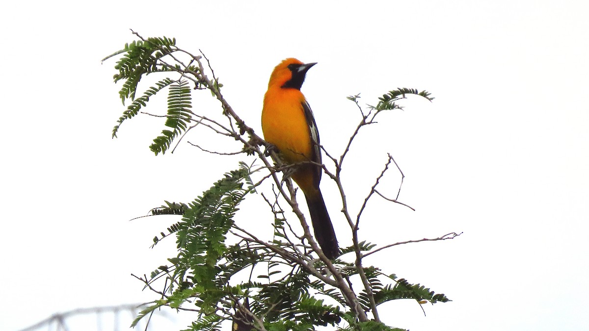 Hooded Oriole - ML208989651