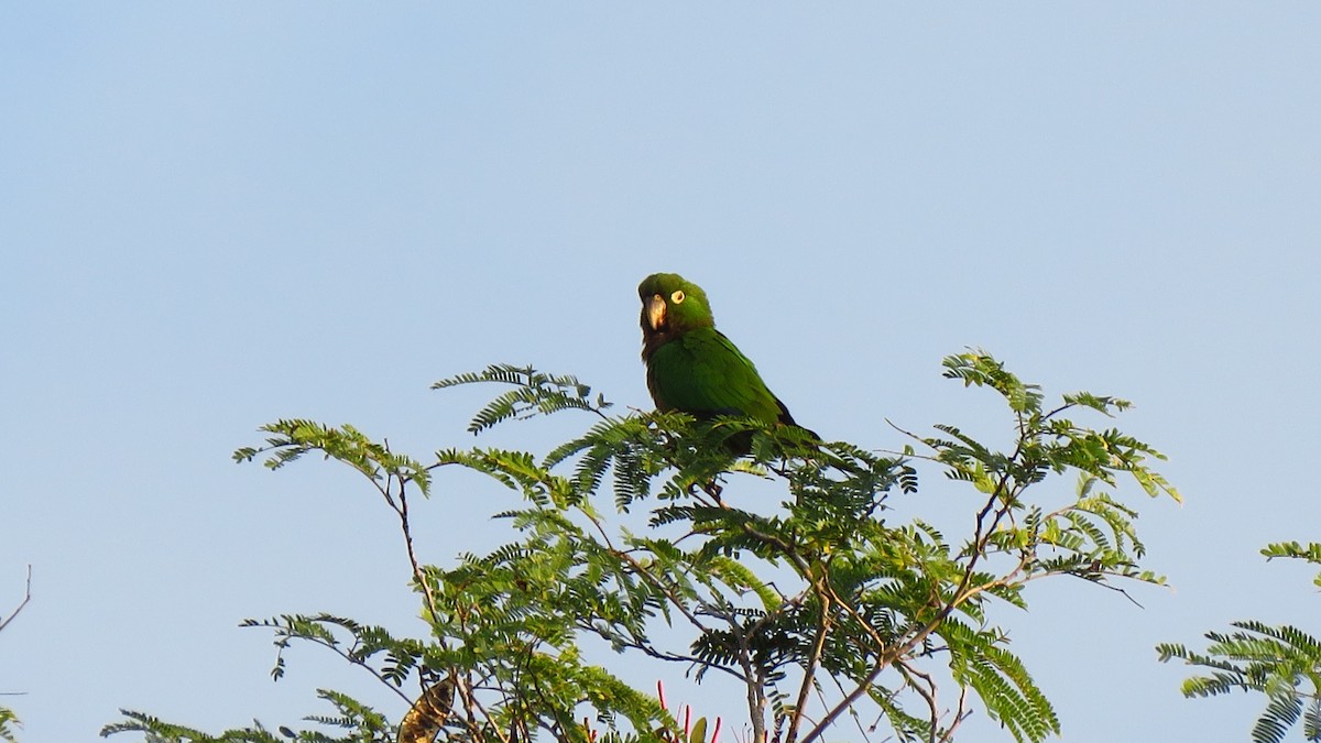 Olive-throated Parakeet - ML208989891