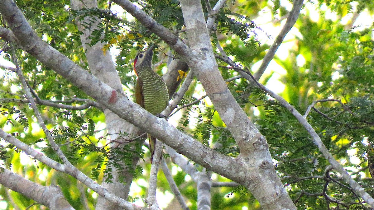 Golden-olive Woodpecker - ML208990001