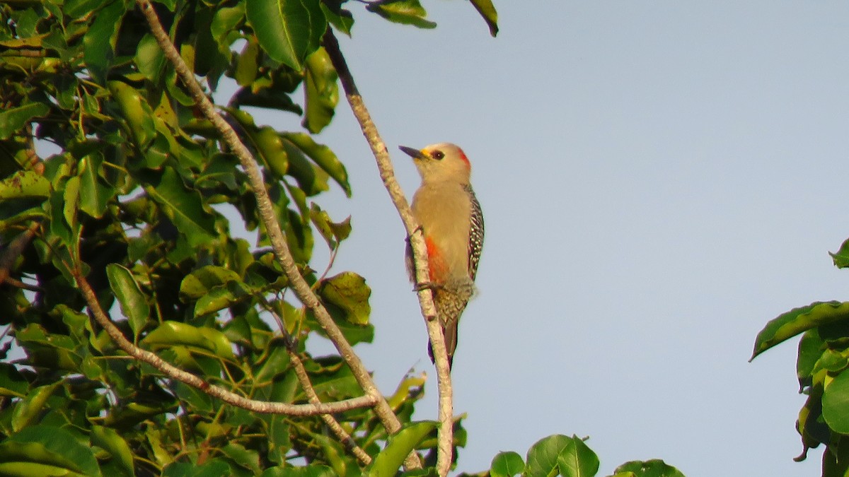 Golden-fronted Woodpecker - ML208990031