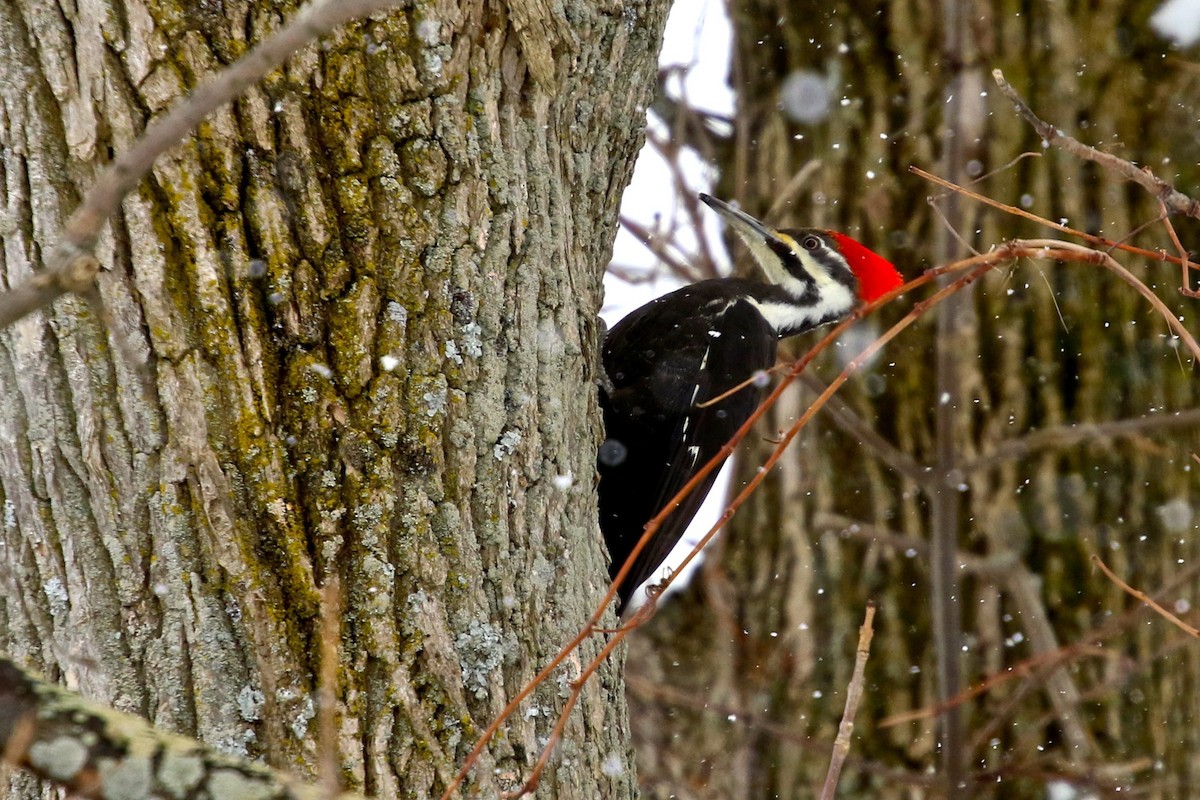 Pileated Woodpecker - Brian Miller