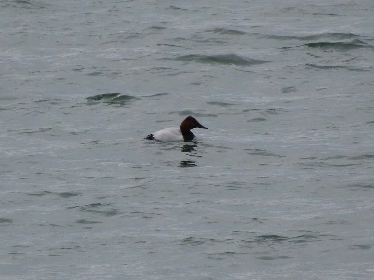 Canvasback - Jesse Beck