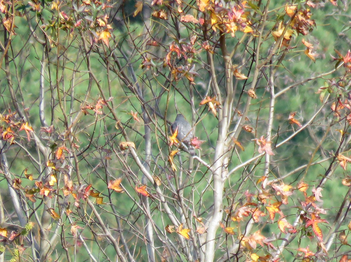 Sharp-shinned Hawk - ML20899131