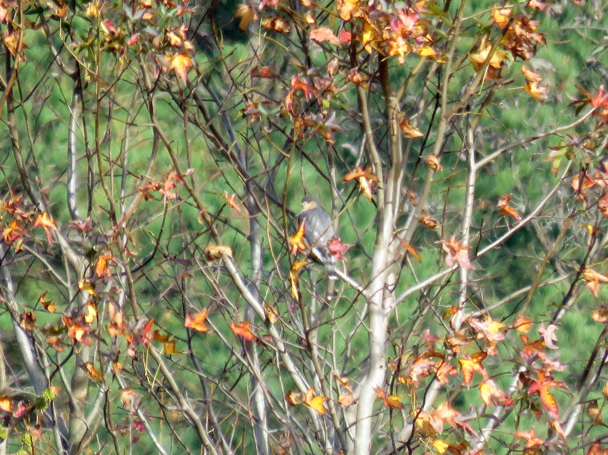 Sharp-shinned Hawk - ML20899141