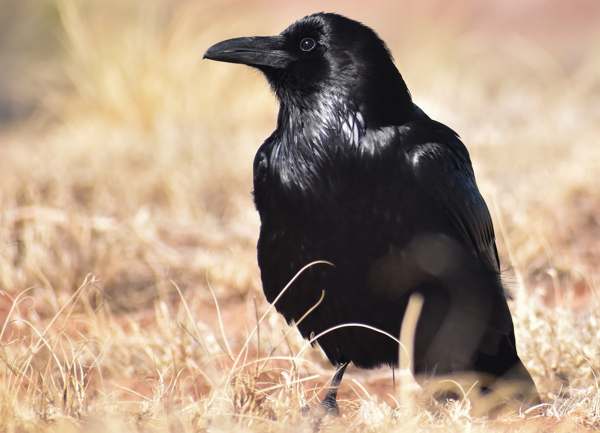 Common Raven - ML208991431