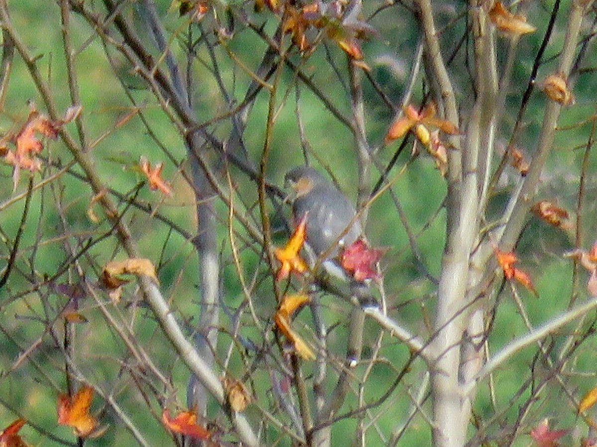 Sharp-shinned Hawk - ML20899161