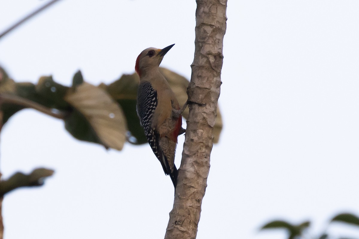 Yucatan Woodpecker - Jacob Garvelink