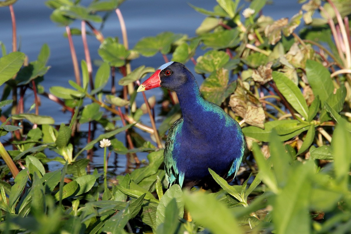 Purple Gallinule - ML208993811