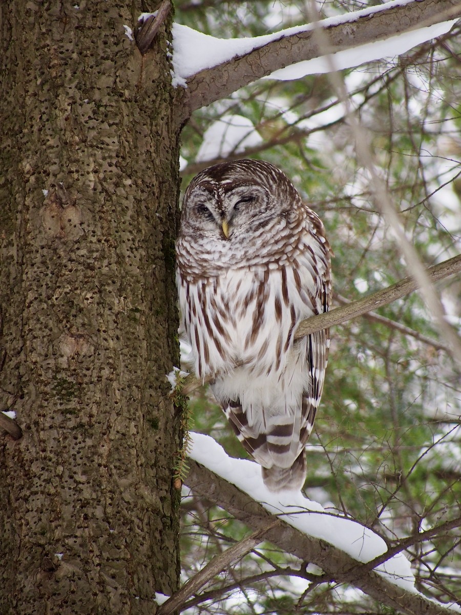 Barred Owl - ML208994401