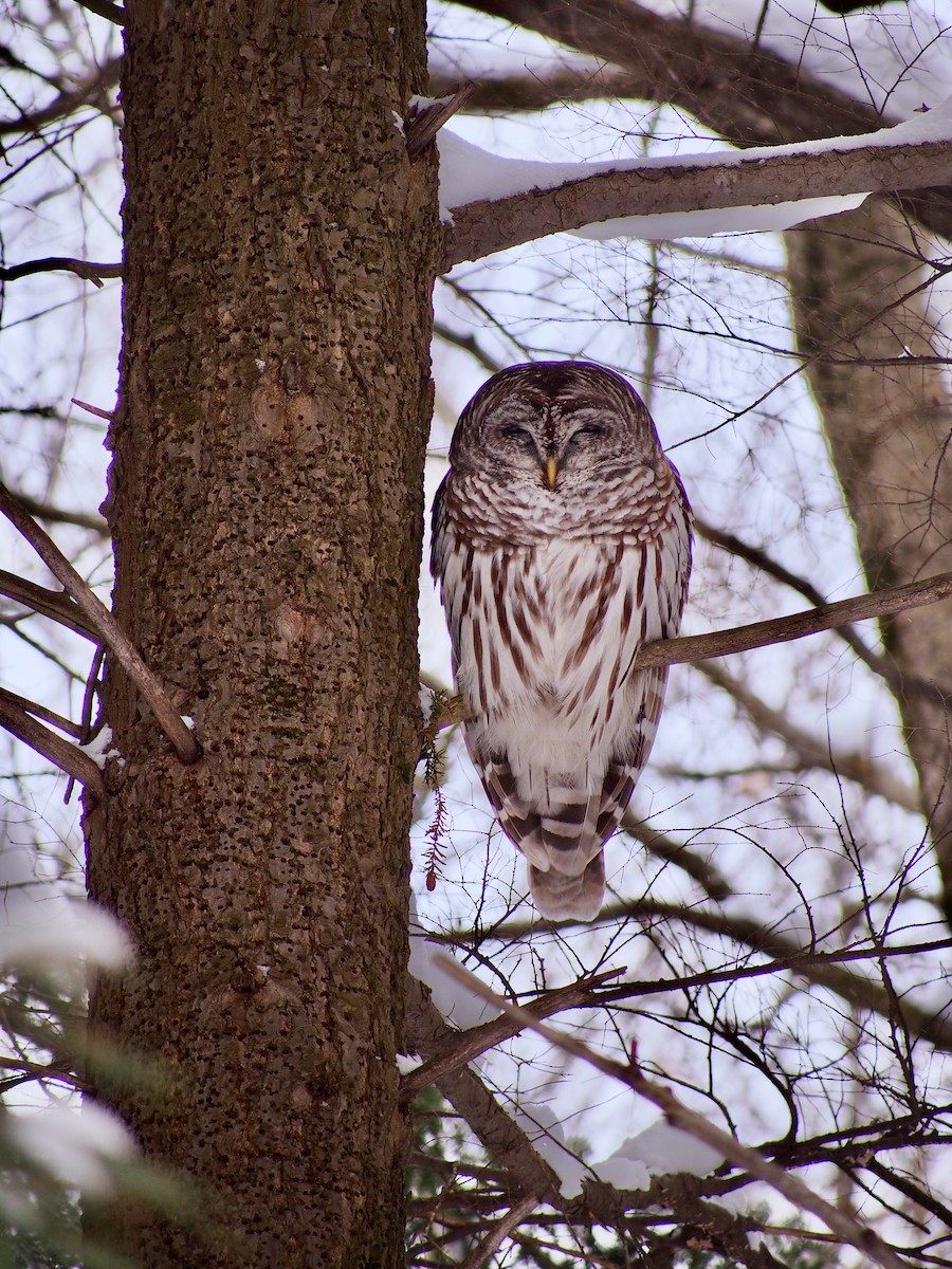 Barred Owl - ML208994441