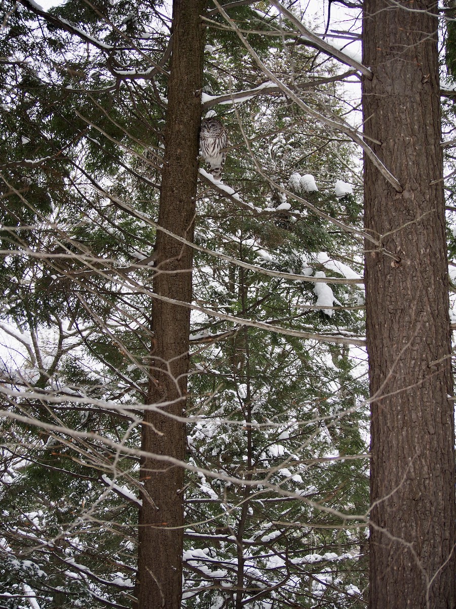 Barred Owl - ML208994451