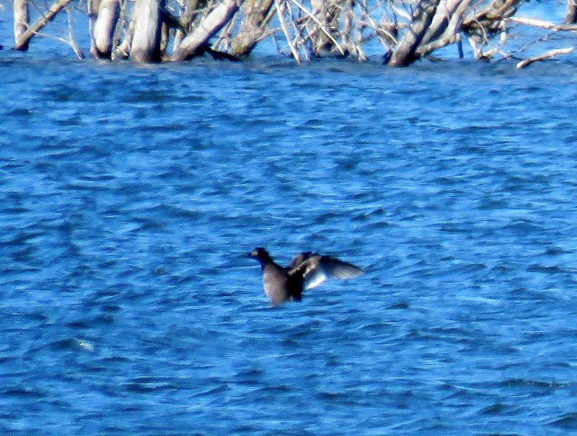 White-winged Scoter - ML20899511