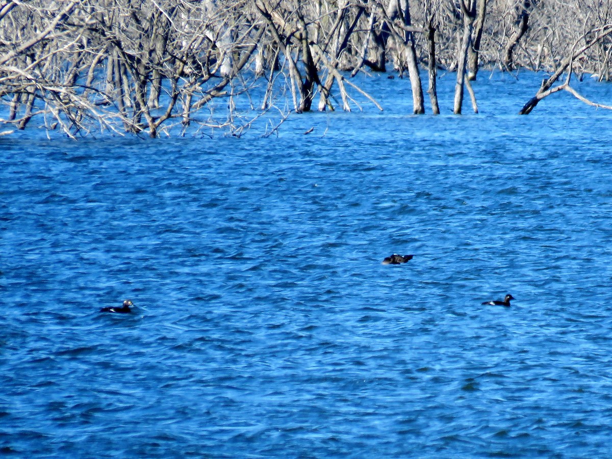 White-winged Scoter - ML20899551