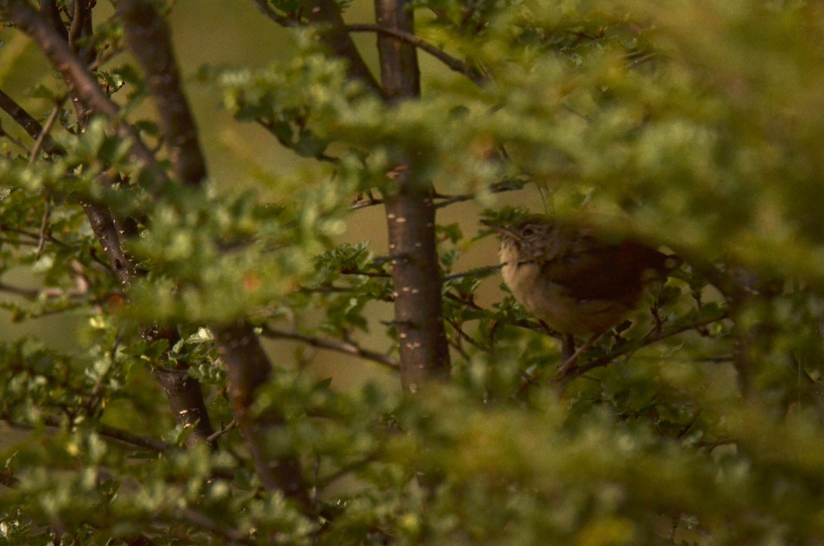 Grass Wren - ML208996441