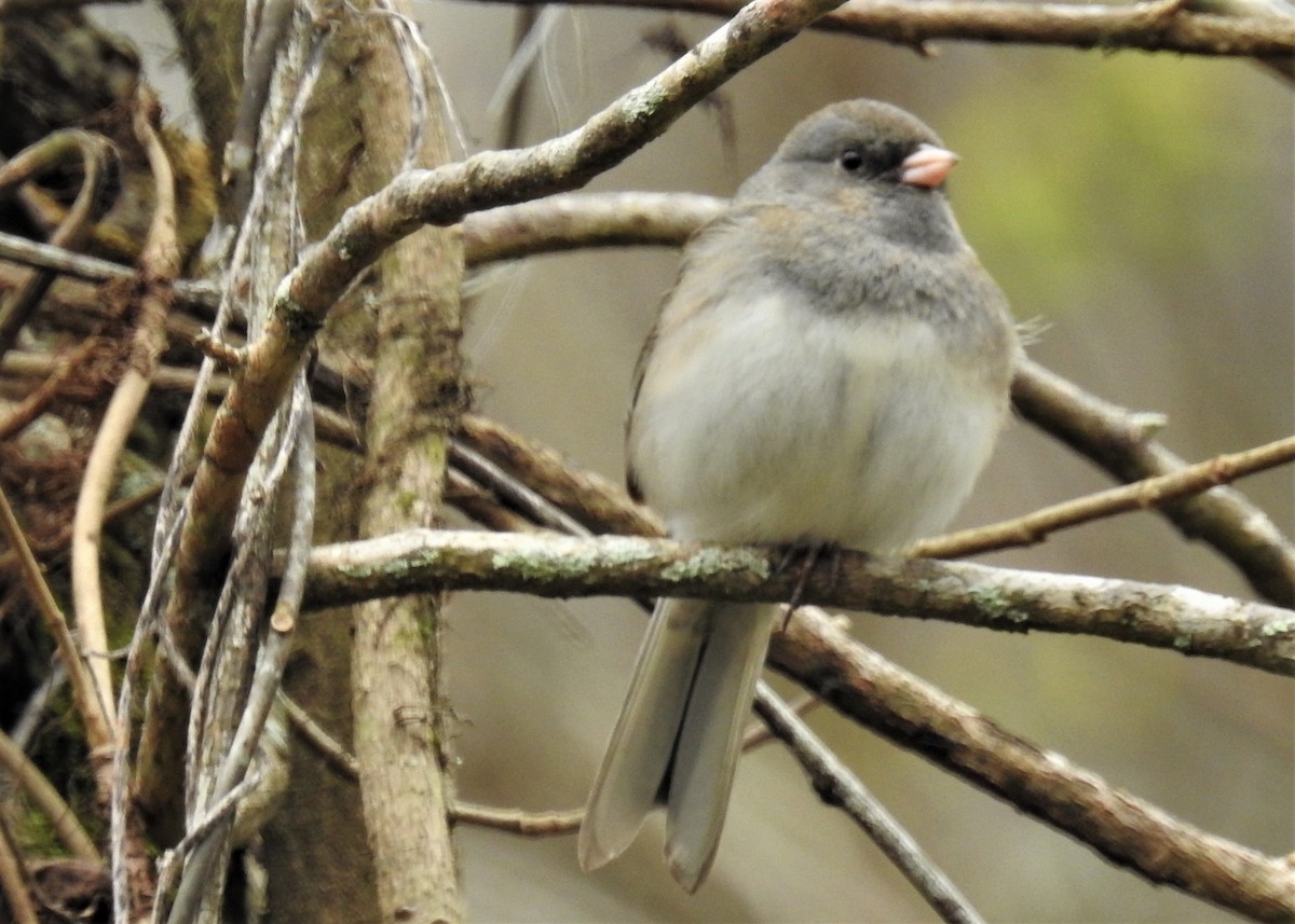 Dark-eyed Junco - ML208998401