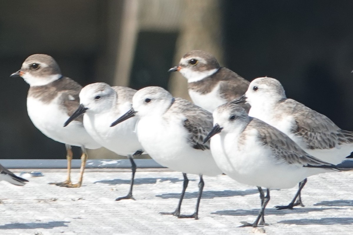 Sanderling - Dorothy Wadlow