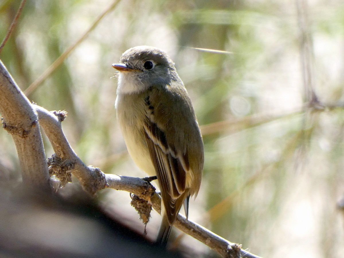 Dusky Flycatcher - ML208999131