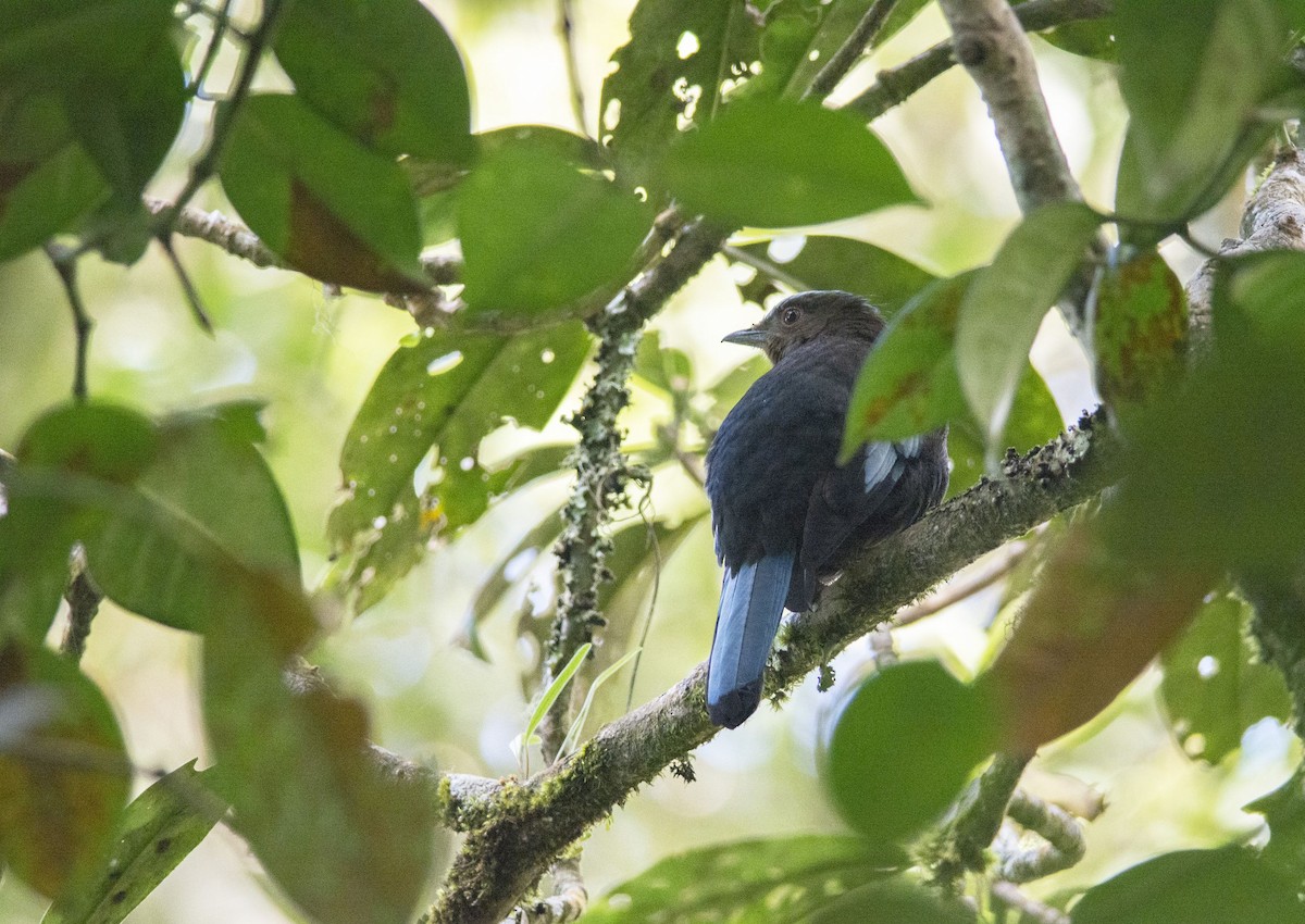 Sumatran Cochoa - Csaba Lendvai