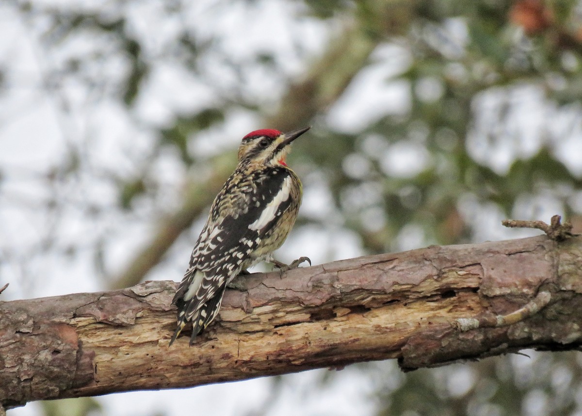 Yellow-bellied Sapsucker - Jeff Ludlow