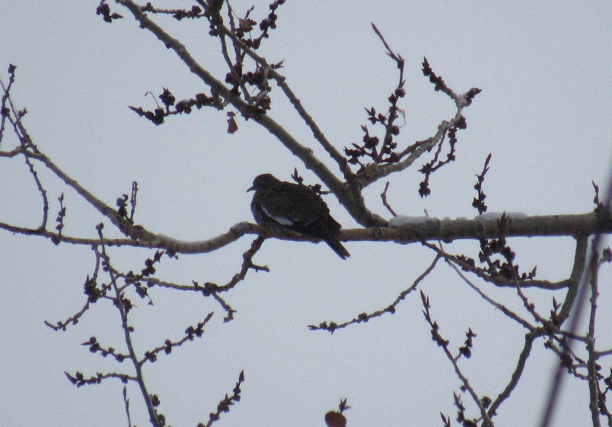 White-winged Dove - ML209001601