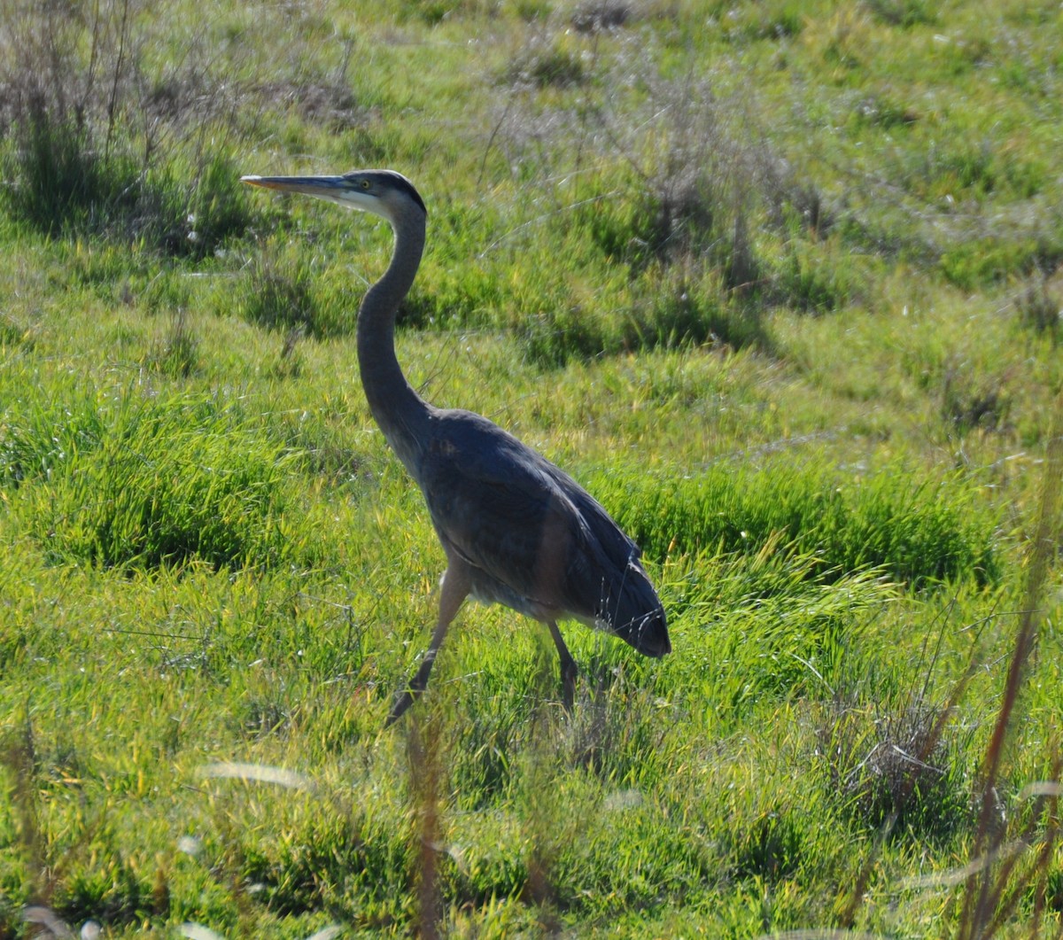 Great Blue Heron - Nina Jones