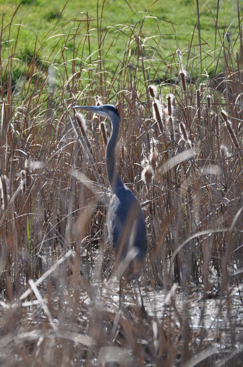 Great Blue Heron - Nina Jones