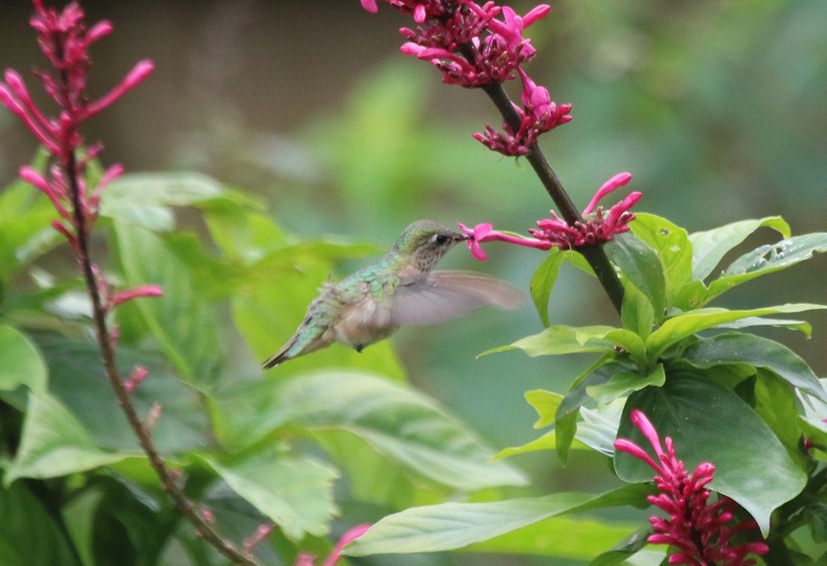 Calliope Hummingbird - ML209005651