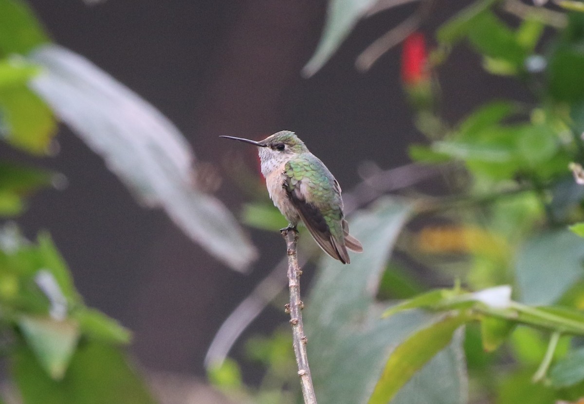 Calliope Hummingbird - ML209005671