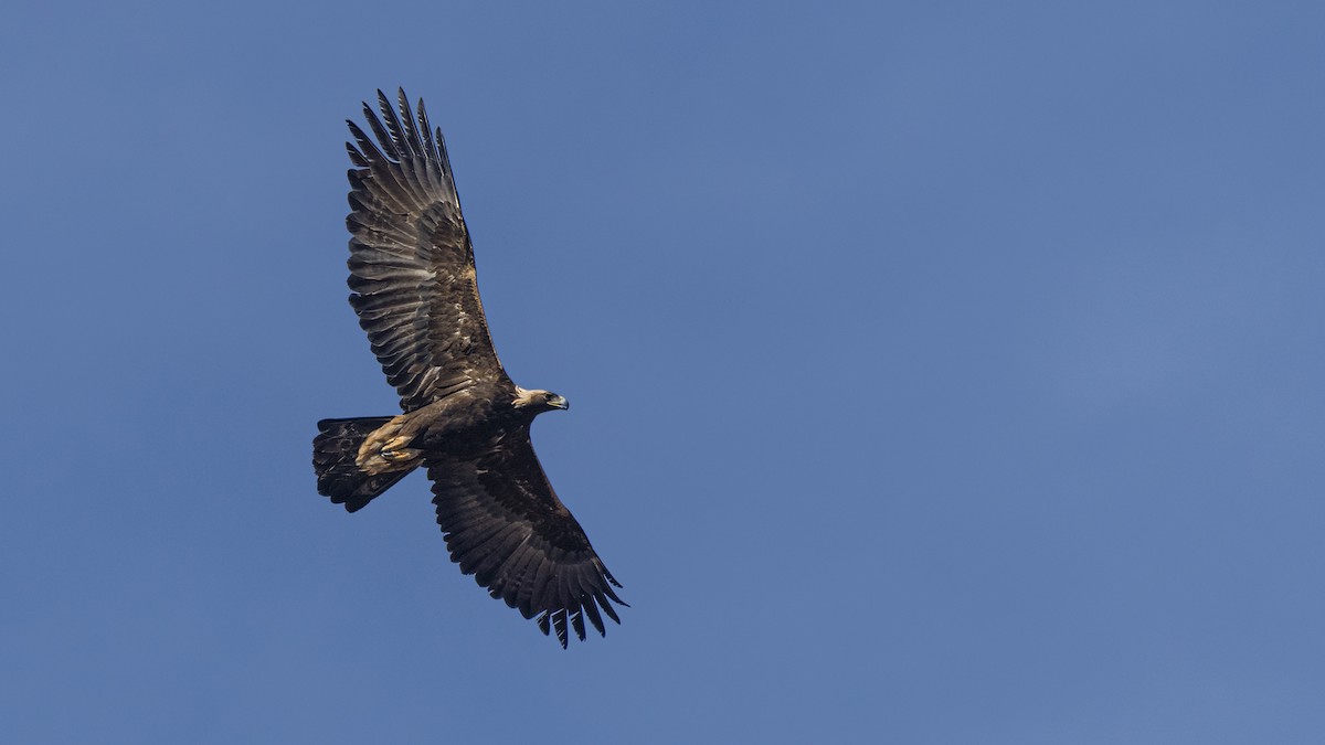 Golden Eagle - Bryan Calk