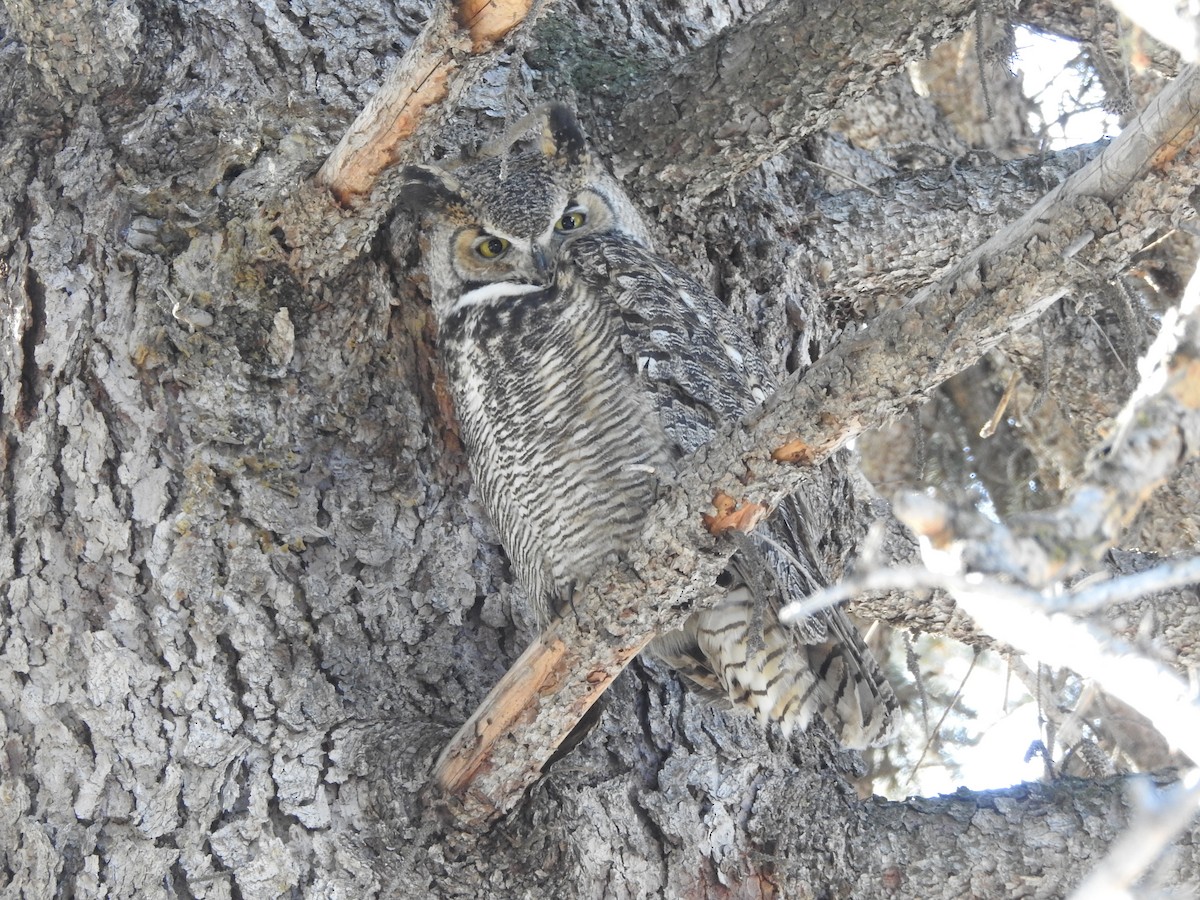 Great Horned Owl - Tom Wuenschell