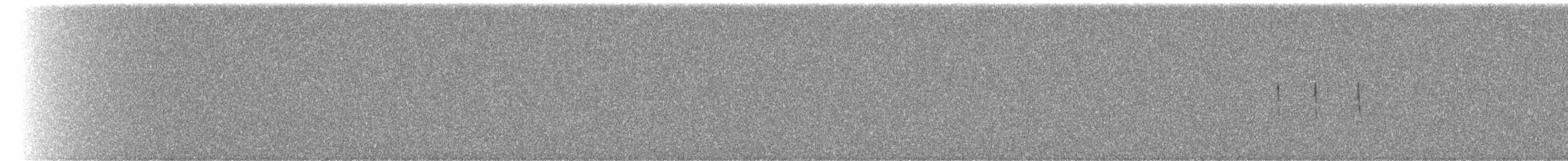 Pisaka tinamua - ML209006791