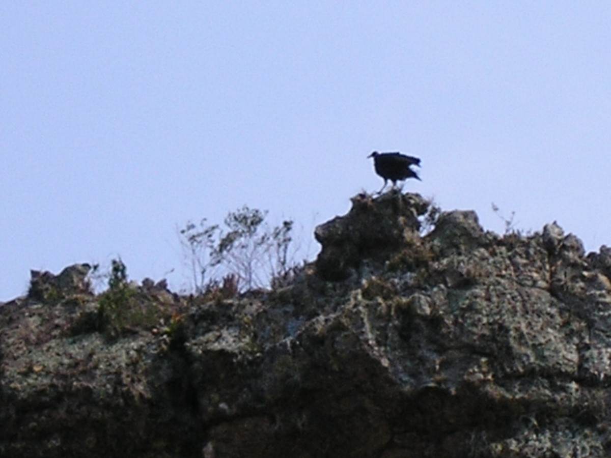 Black Vulture - Ricardo Kajita