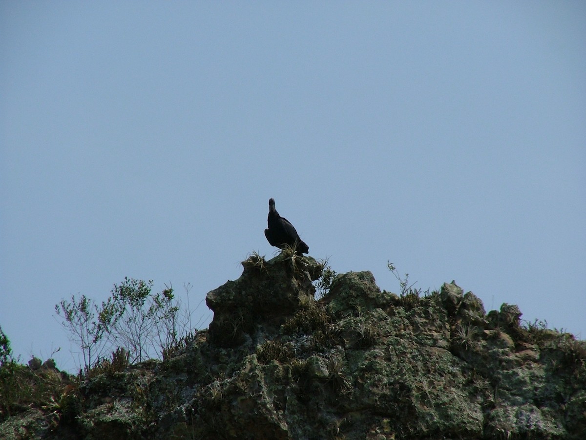 Black Vulture - Ricardo Kajita