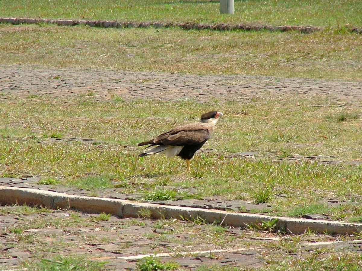 Crested Caracara (Southern) - Ricardo Kajita