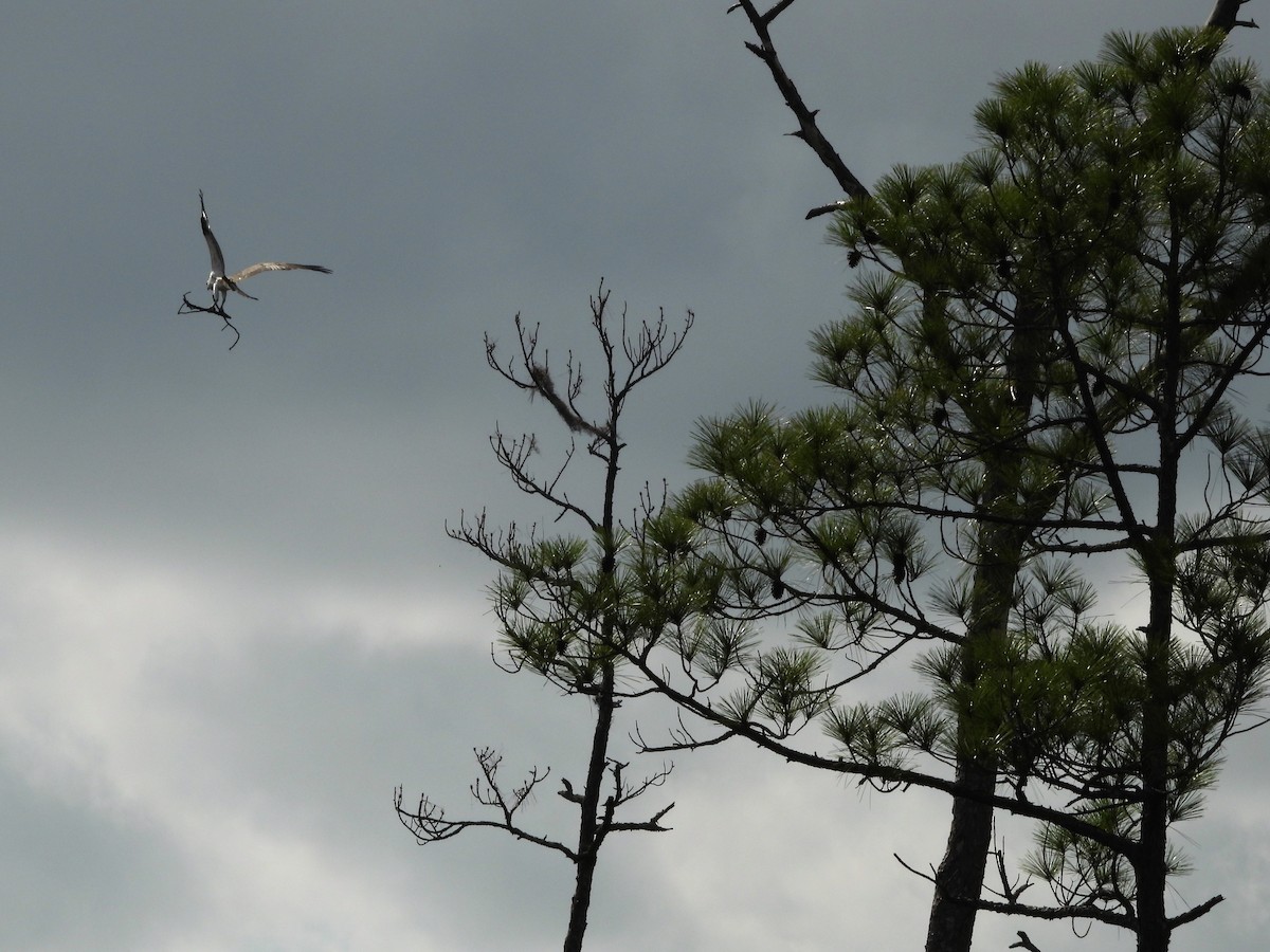 Osprey (carolinensis) - Mary Harrell