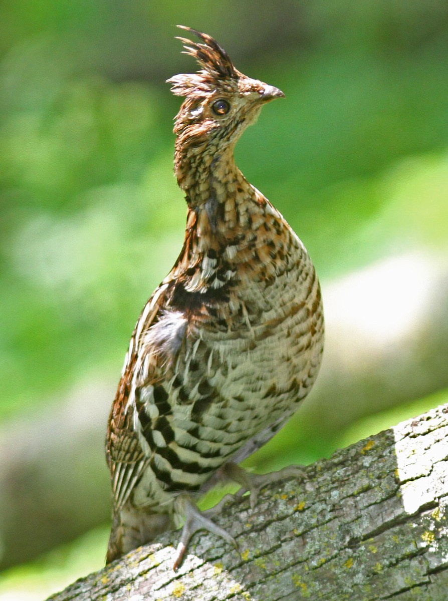 Ruffed Grouse - ML20900951