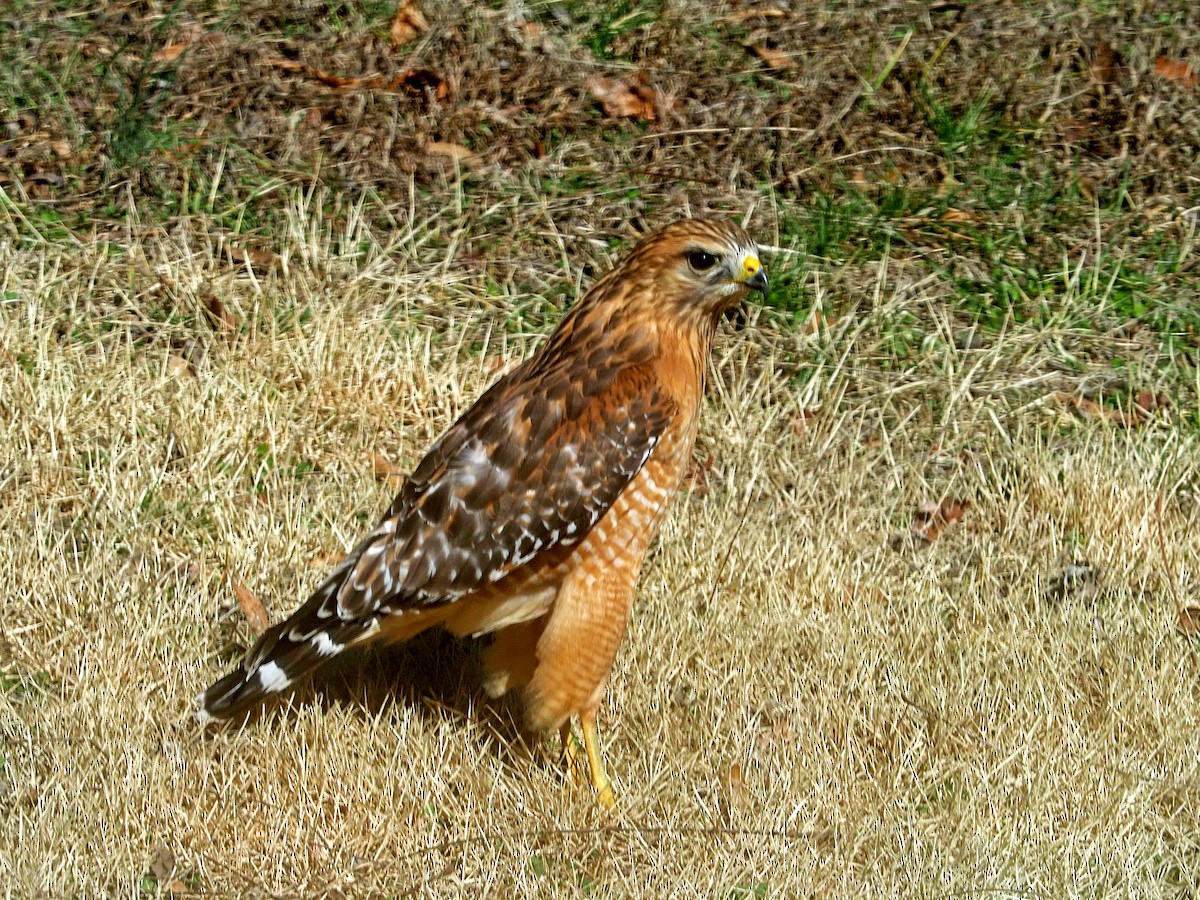 Red-shouldered Hawk - ML209010221