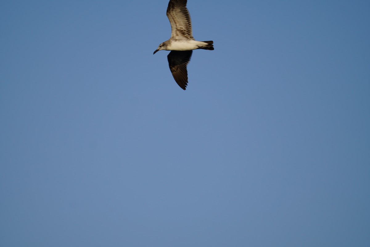 Laughing Gull - ML209012711