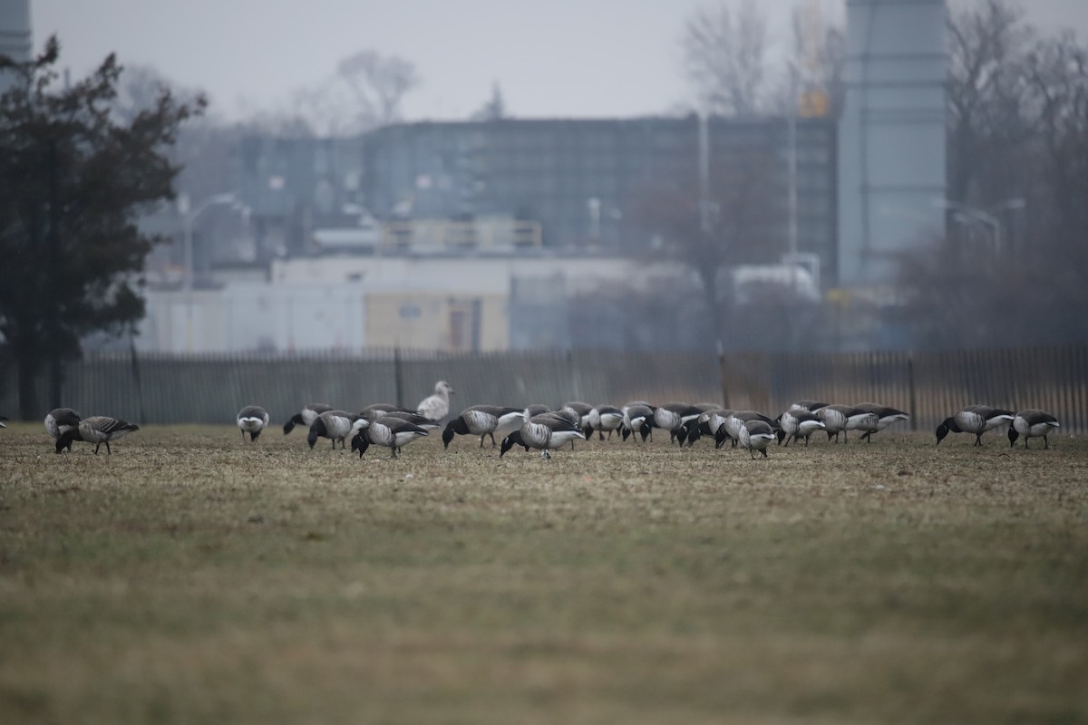 Хар толгойт галуу - ML209015731