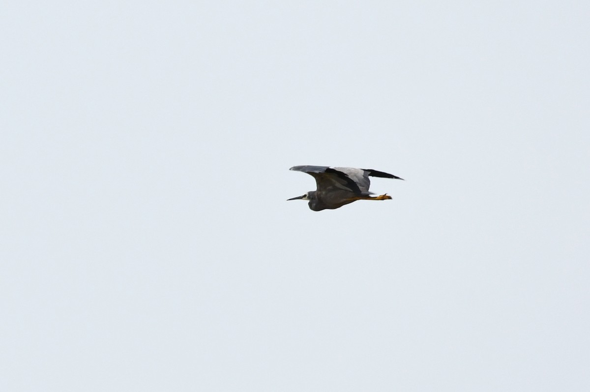 White-faced Heron - ML209015831