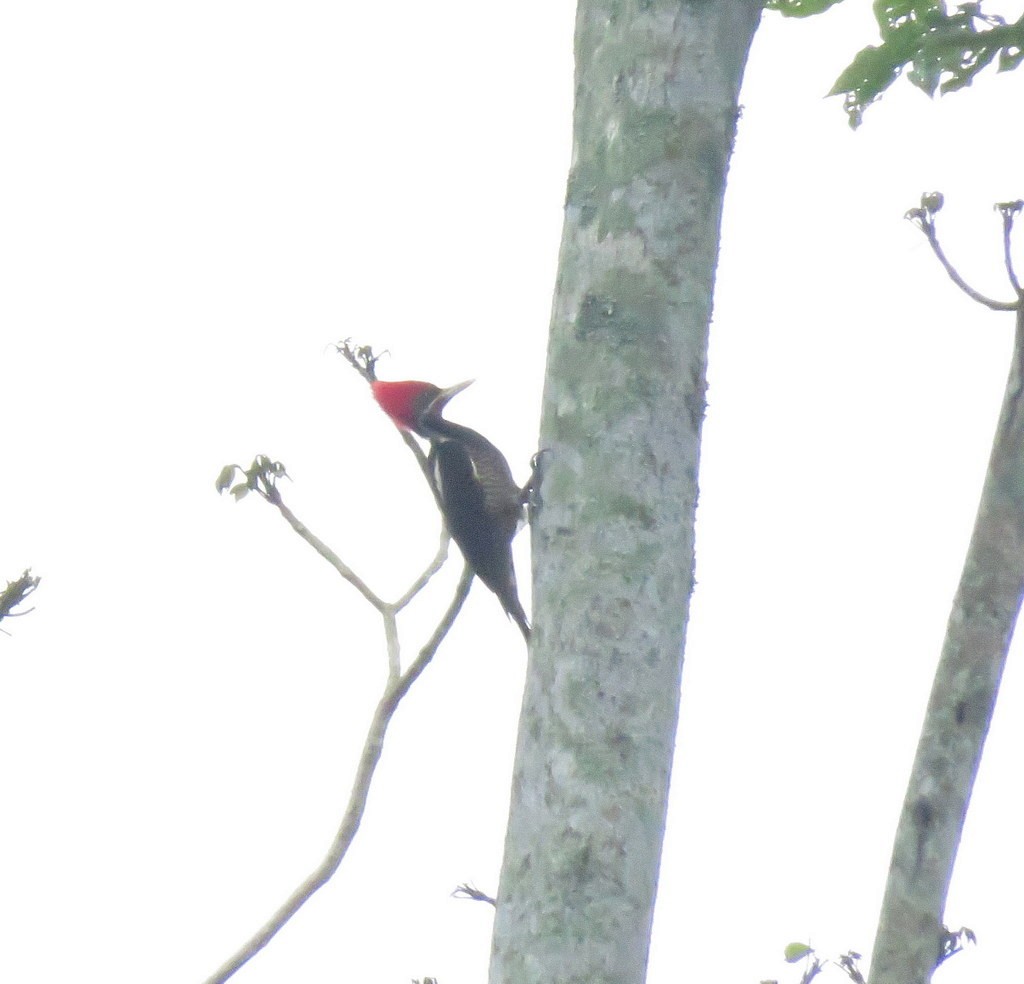 Lineated Woodpecker - ML209016931