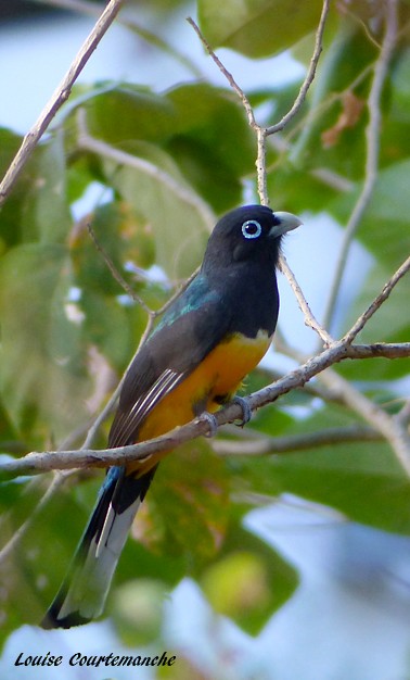 Black-headed Trogon - ML209017091