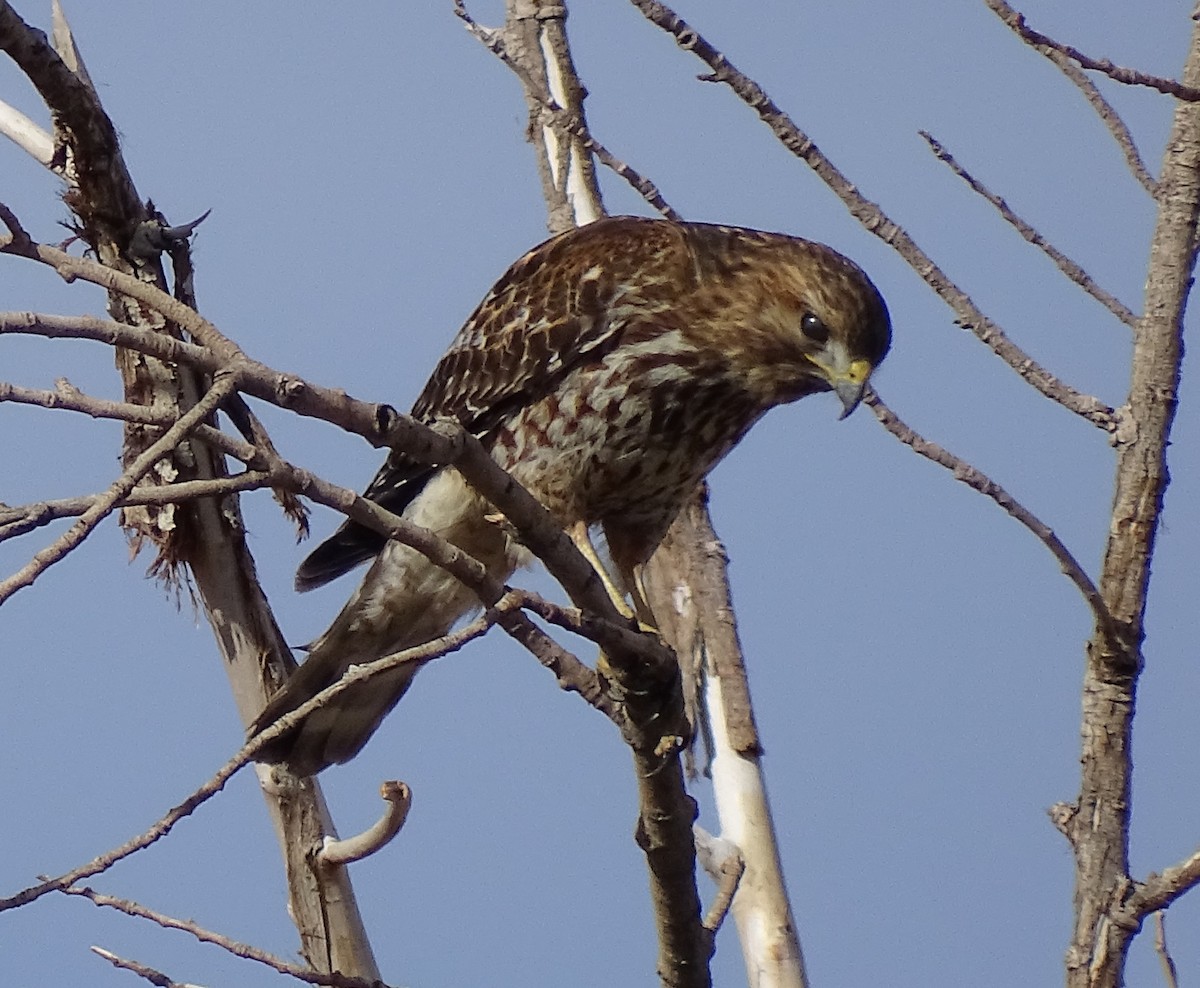 Red-shouldered Hawk - Chris Howard