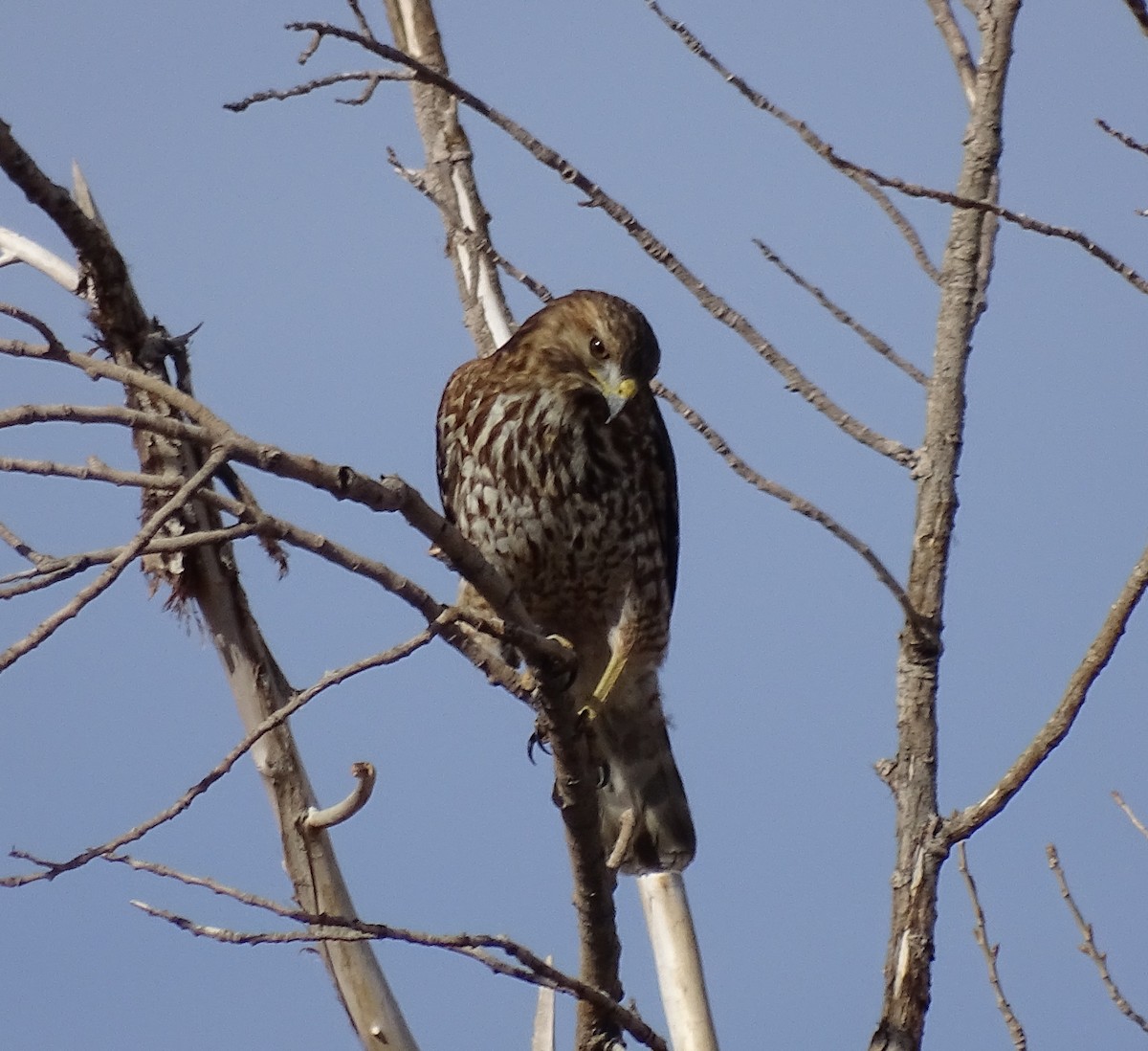 Red-shouldered Hawk - Chris Howard