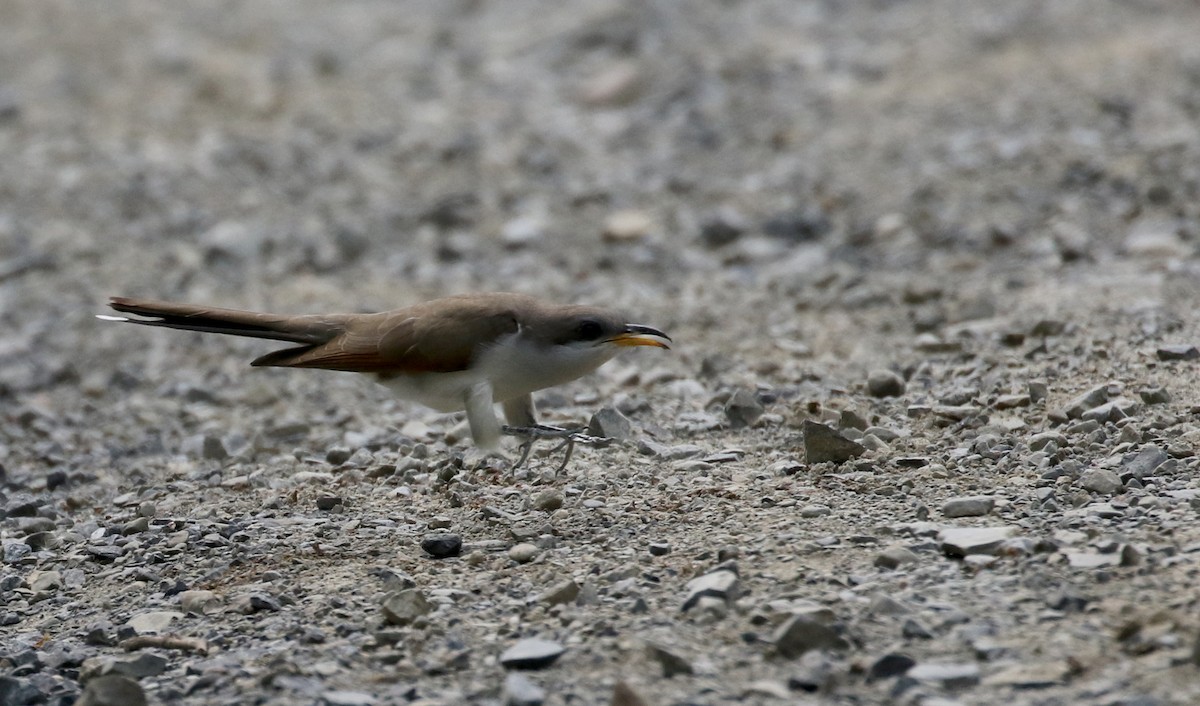 Yellow-billed Cuckoo - Jay McGowan