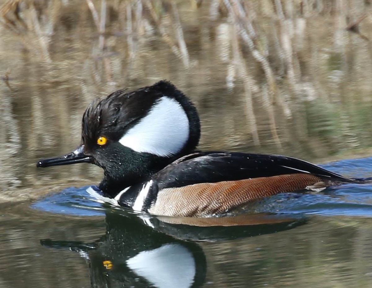 Hooded Merganser - ML209018801