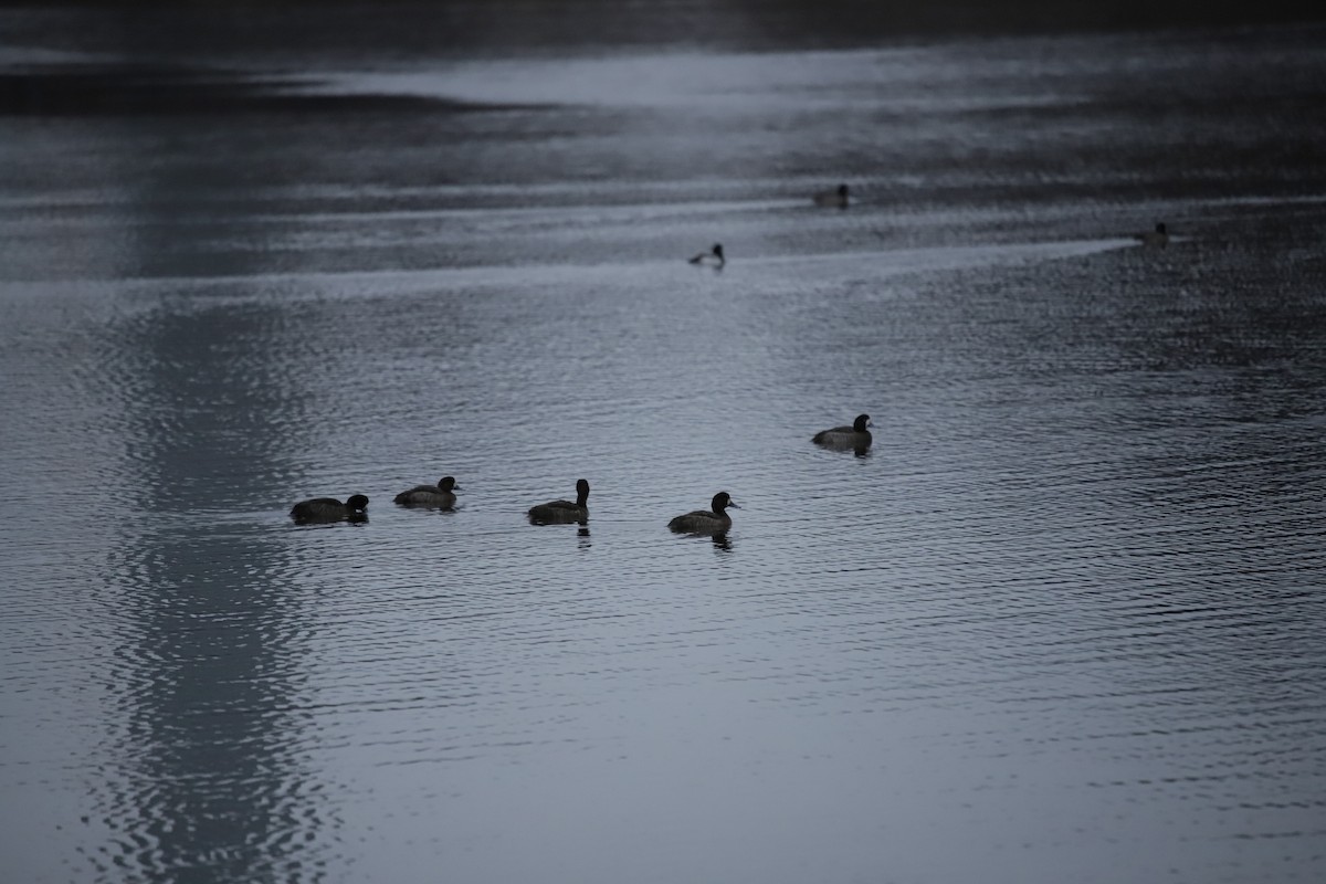 Тэнгисийн шумбуур - ML209019131