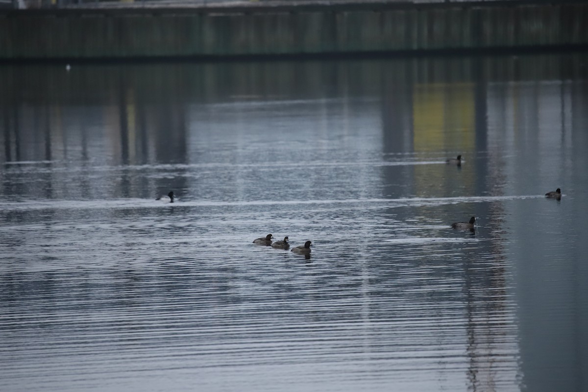 Greater Scaup - ML209019141